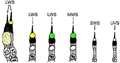 Variability in oil droplet numbers and proportions in the retinas of anole lizards